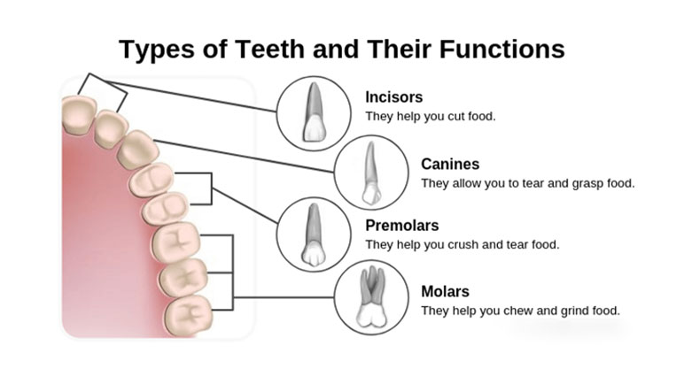 The importance of molars for oral function