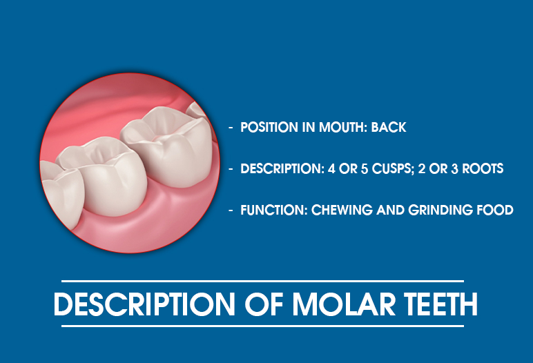 molar teeth